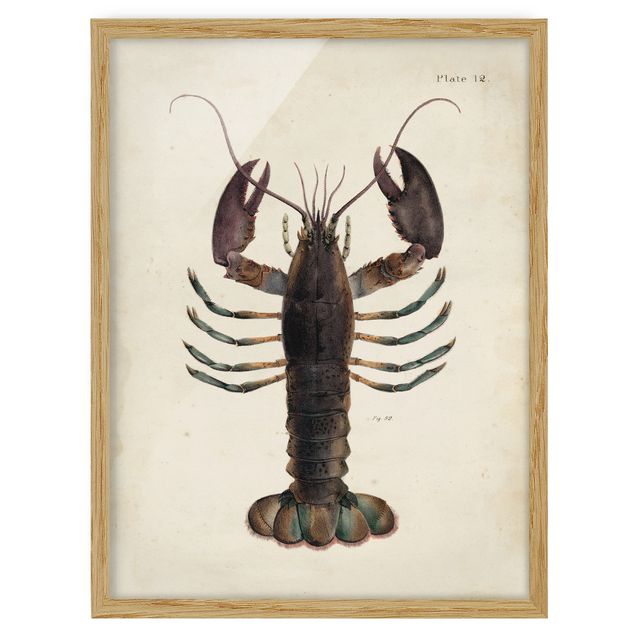 Tavlor retro Vintage Illustration Lobster