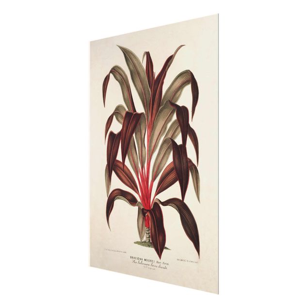 Tavlor röd Botany Vintage Illustration Of Dragon Tree