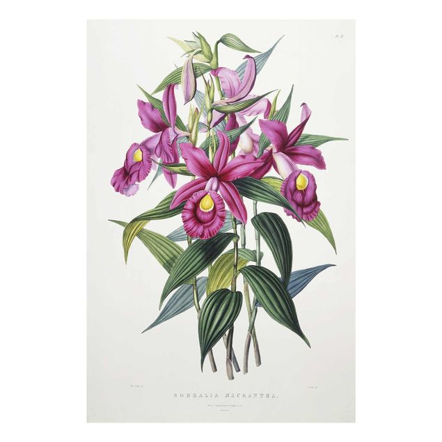 Konststilar Maxim Gauci - Orchid I