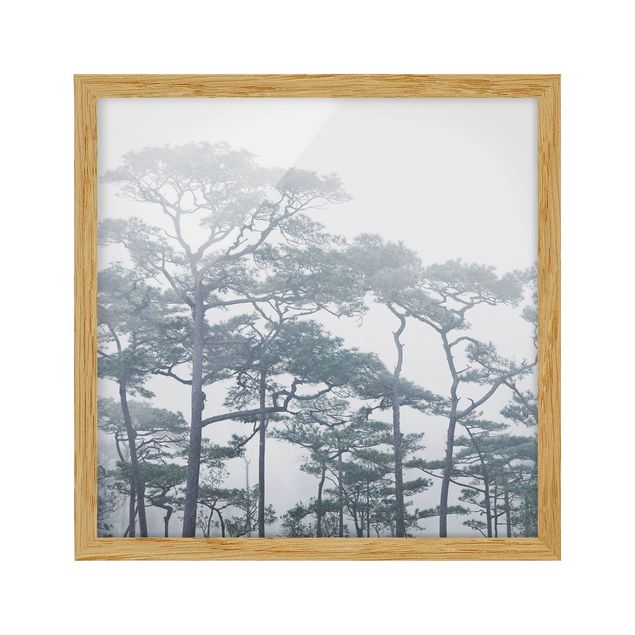 Tavlor med ram landskap Treetops In Fog