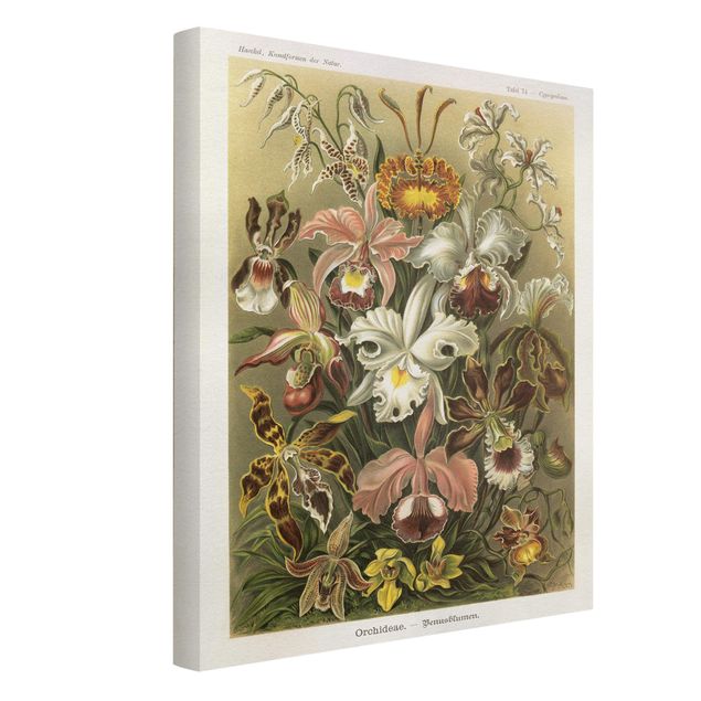 Canvastavlor blommor  Vintage Board Orchid