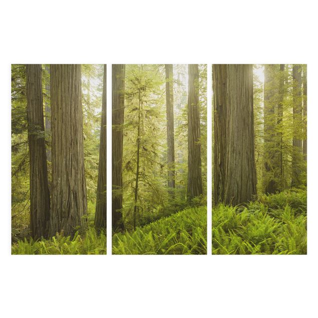 Canvastavlor skogar Redwood State Park Forest View