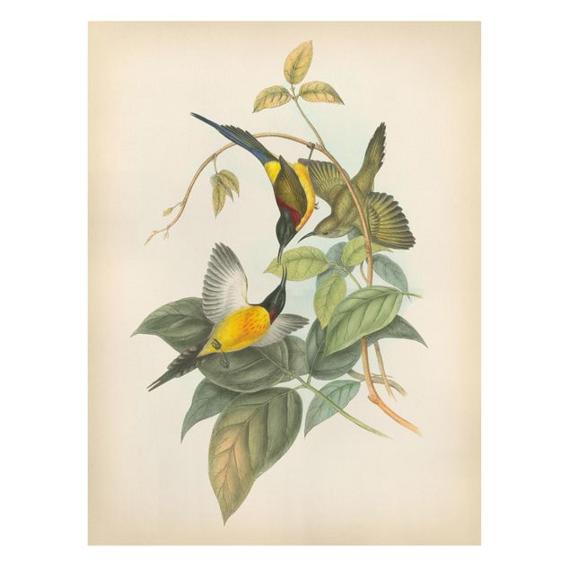 Tavlor blommor  Vintage Illustration Tropical Birds IV