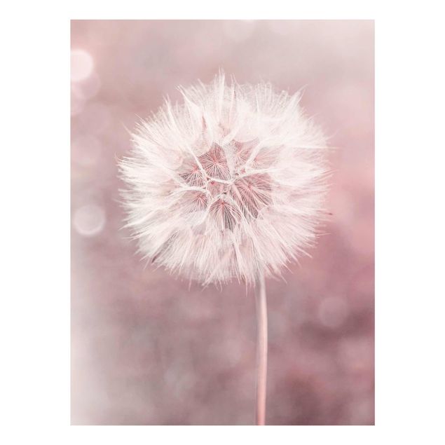 Tavlor blommor  Dandelion Bokeh Light Pink