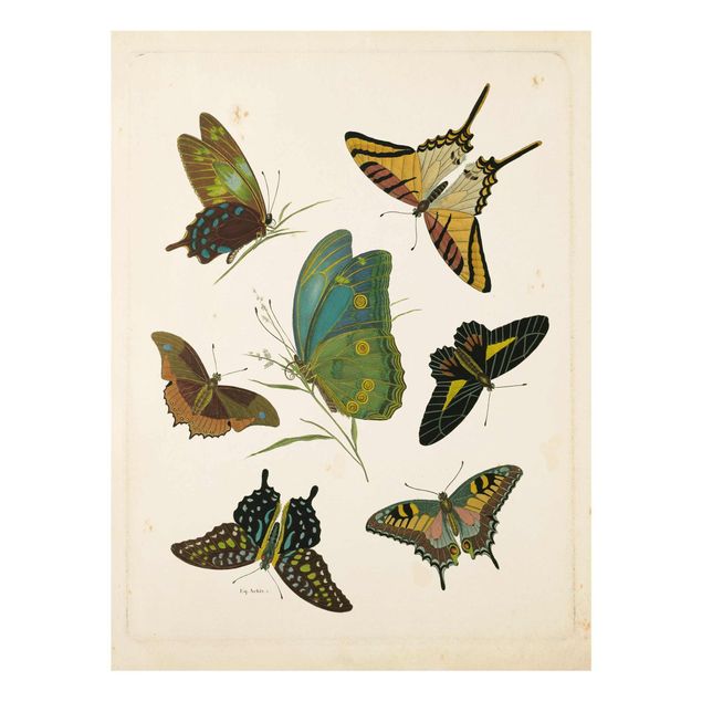 Tavlor vintage Vintage Illustration Exotic Butterflies