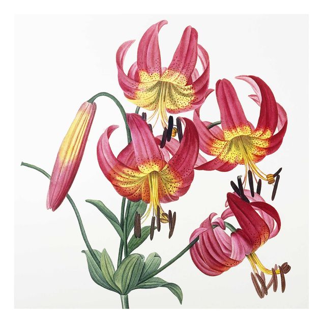 Glastavlor blommor  Pierre Joseph Redoute - Lilium Superbum