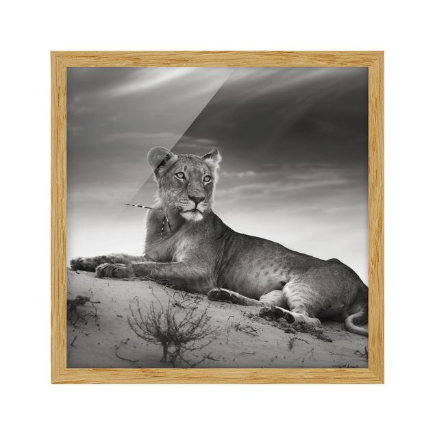Tavlor porträtt Resting Lion