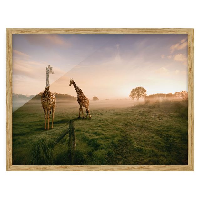 Tavlor med ram landskap Surreal Giraffes