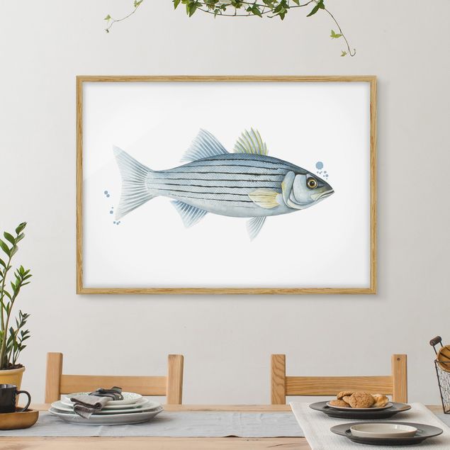 Tavlor fisk Color Catch - White Perch