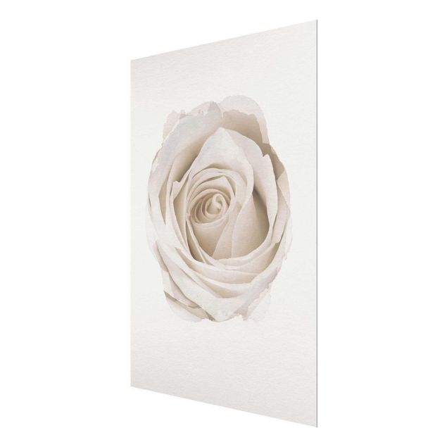 Tavlor blommor  WaterColours - Pretty White Rose