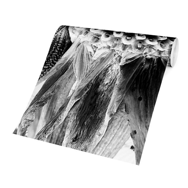 Fototapeter svart och vitt Dandelion Close-up Black And White