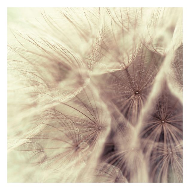 Fototapeter beige Detailed Dandelion Macro Shot With Vintage Blur Effect
