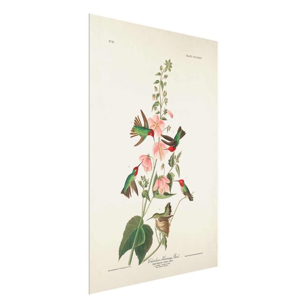 Tavlor blommor  Vintage Board Colombian Hummingbird