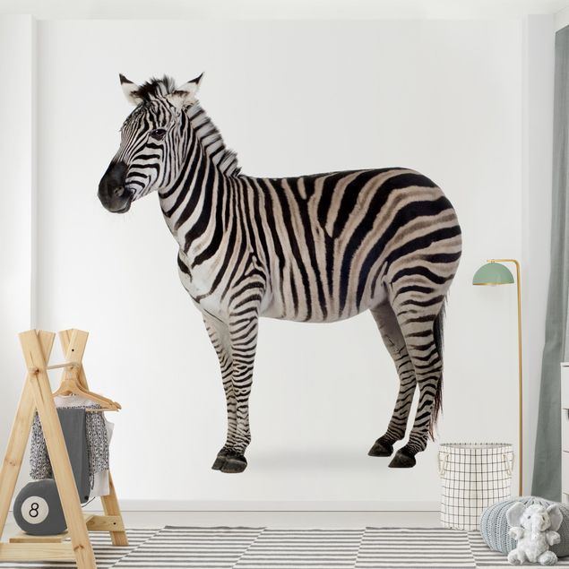 Fototapeter zebror Big Zebra
