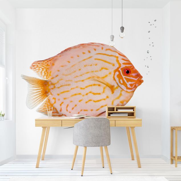 Kök dekoration Discus fish