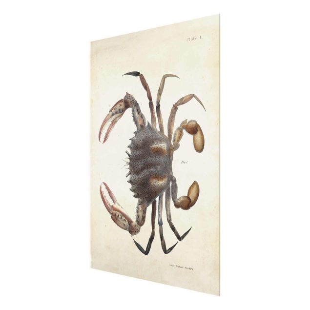 Tavlor Vintage Illustration Crab