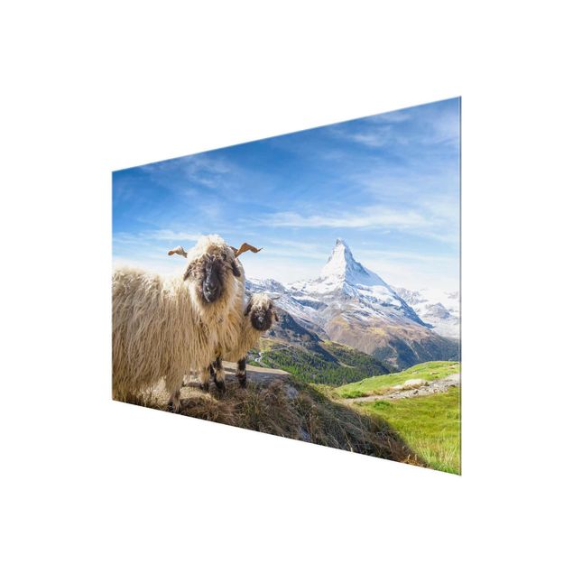 Glastavlor arkitektur och skyline Blacknose Sheep Of Zermatt