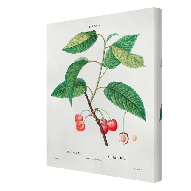 Tavlor grön Botany Vintage Illustration Red Cherries
