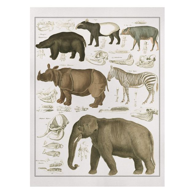 Canvastavlor zebror Vintage Board Elephant, Zebra And Rhino