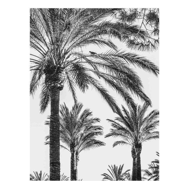 Glastavlor svart och vitt Palm Trees At Sunset Black And White