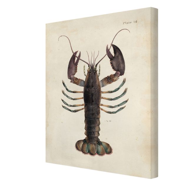 Tavlor Vintage Illustration Lobster