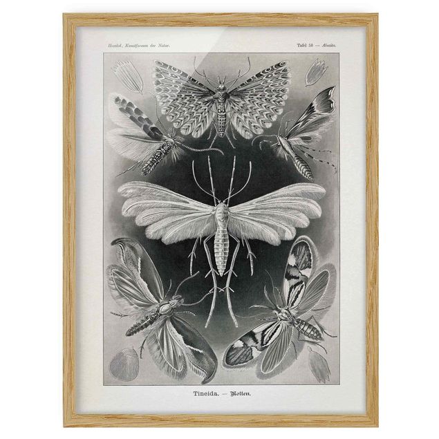 Tavlor med ram vintage Vintage Board Moths And Butterflies