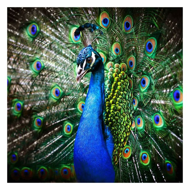 Tapeter Noble Peacock