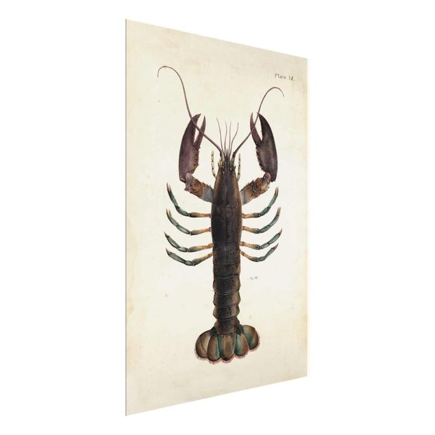 Tavlor vintage Vintage Illustration Lobster