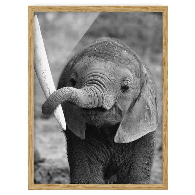 Tavlor med ram djur Baby Elephant