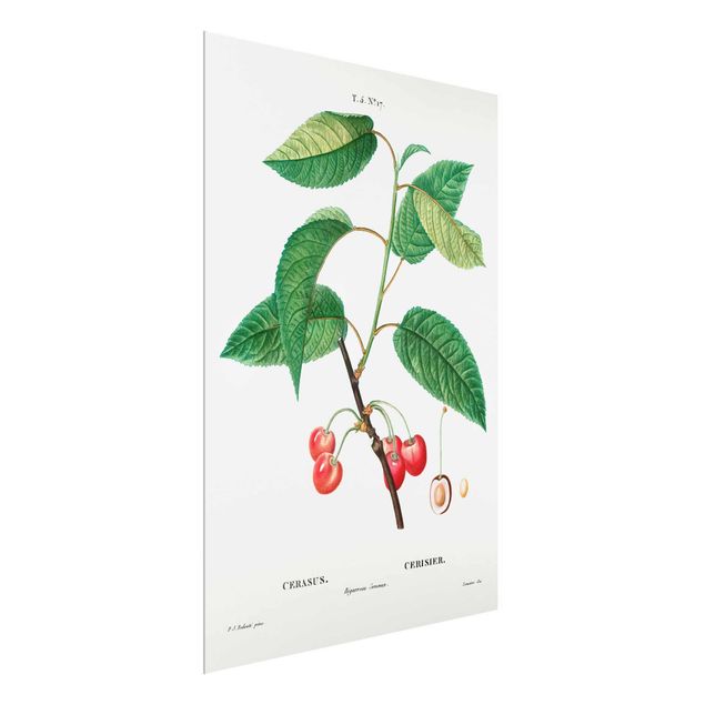 Tavlor blommor Botany Vintage Illustration Red Cherries