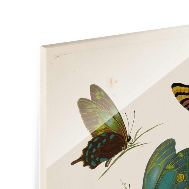 Tavlor Vintage Illustration Exotic Butterflies