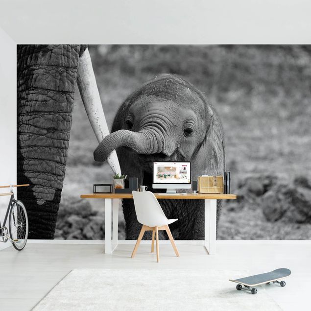 Fototapeter svart och vitt Baby Elephant