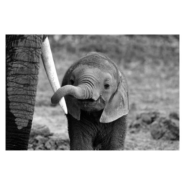 Tapeter Baby Elephant