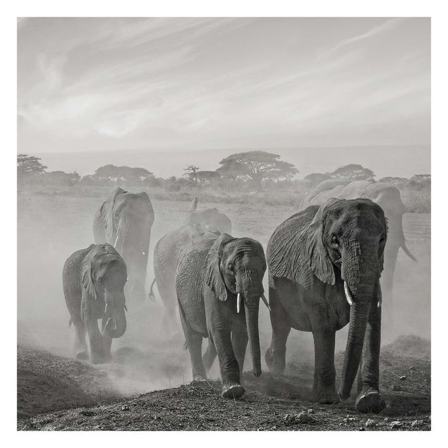 Fototapeter svart och vitt Herd Of Elephants
