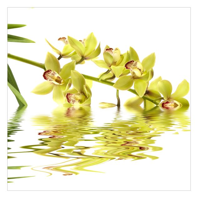 Fototapeter vit Elegant Orchid Waters
