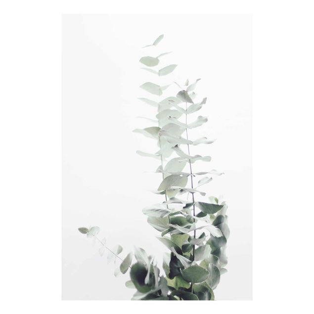 Tavlor grön Eucalyptus In White Light