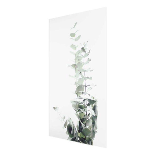Tavlor Monika Strigel Eucalyptus In White Light