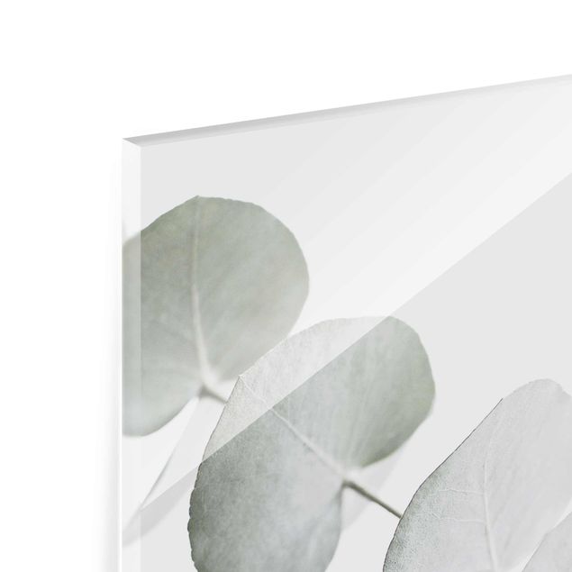 Glas Magnettavla Eucalyptus Branch In White Light