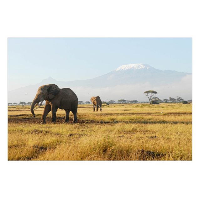 Fönsterdekaler djur Elephants In Front Of The Kilimanjaro In Kenya