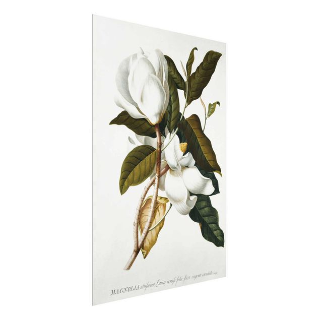 Konststilar Georg Dionysius Ehret - Magnolia
