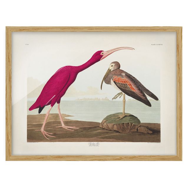 Tavlor hav Vintage Board Red Ibis