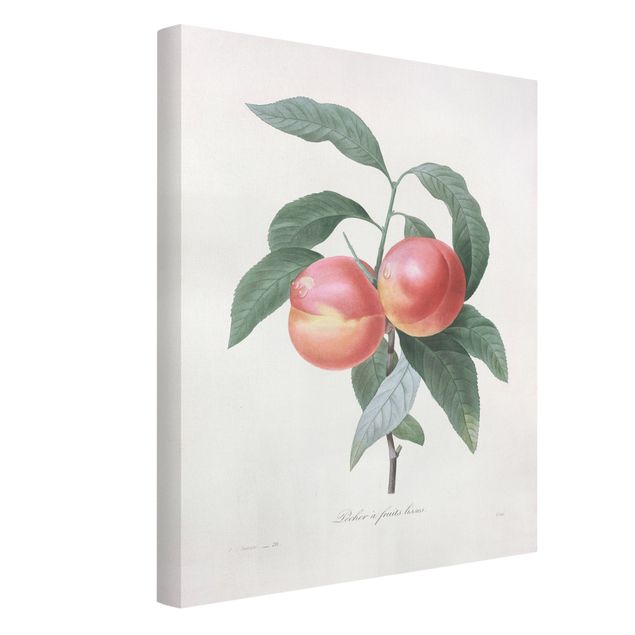 Canvastavlor blommor  Botany Vintage Illustration Peach