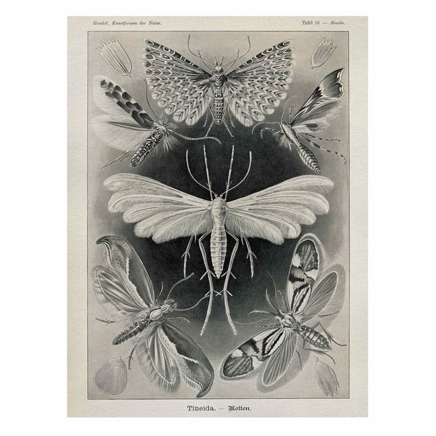 Canvastavlor vintage Vintage Board Moths And Butterflies