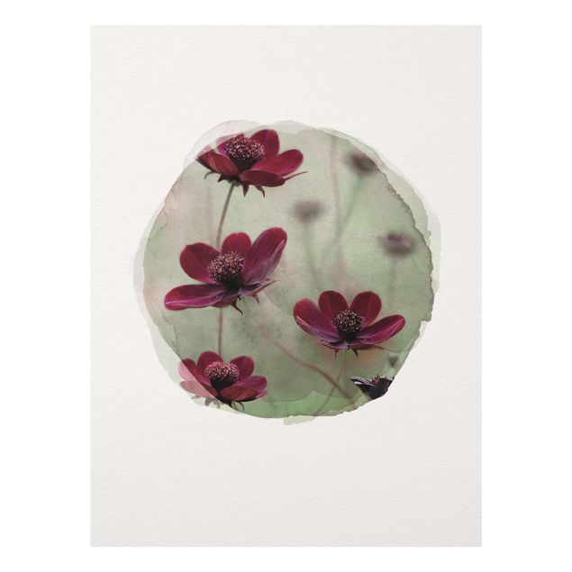 Tavlor blommor  WaterColours - Pink Kosmeen