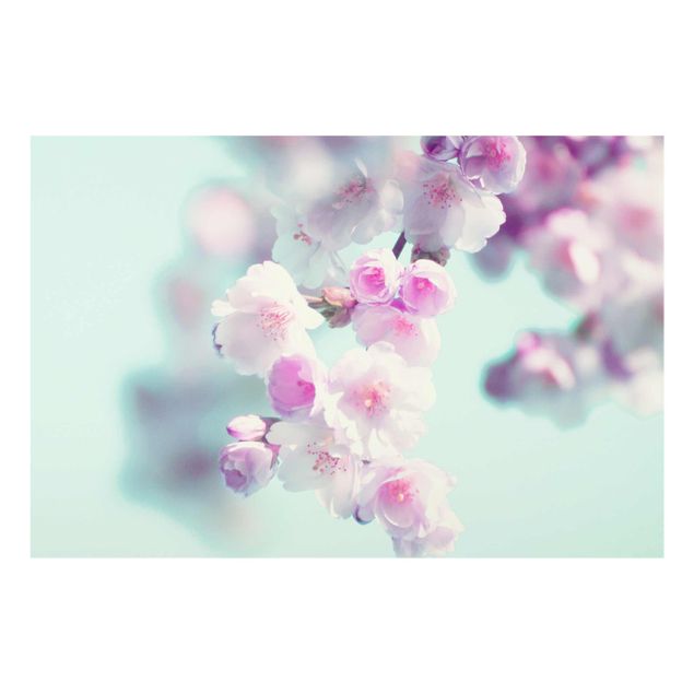 Tavlor rosa Colourful Cherry Blossoms