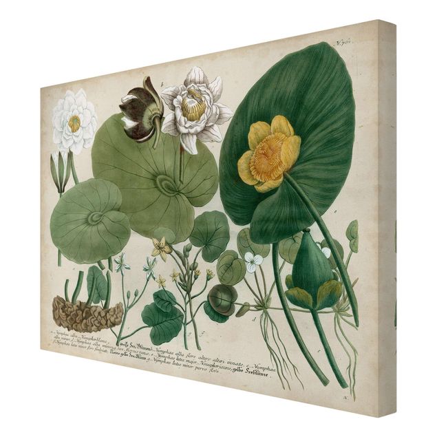 Tavlor grön Vintage Board White Water-Lily