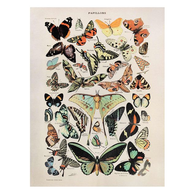 Canvastavlor djur Vintage Board Butterflies And Moths