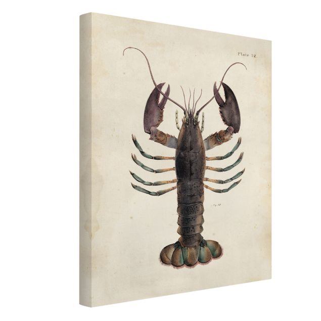 Tavlor retro Vintage Illustration Lobster