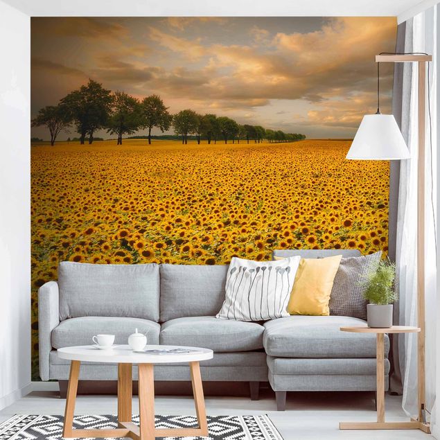 Fototapeter solrosor Field With Sunflowers