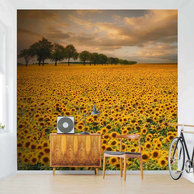 Fototapeter blommor  Field With Sunflowers